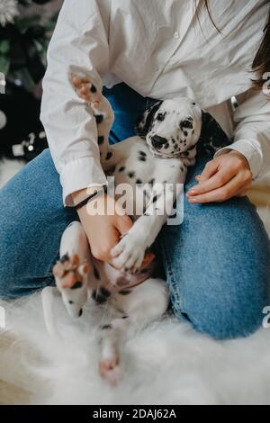 La giovane donna si siede sul pavimento e gioca con il cucciolo del cane dalmata. Foto Stock