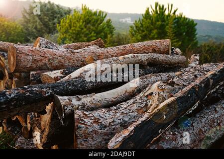 Cataste di log lungo la strada forestale. Foto Stock