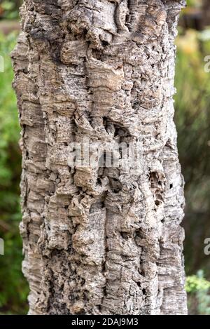Corteccia di quercia di sughero, suber di Quercus Foto Stock