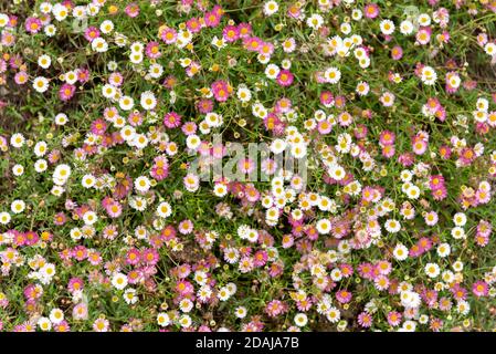Erigeron karvinskianus 'profusione', fiori rosa e bianco margherita Foto Stock