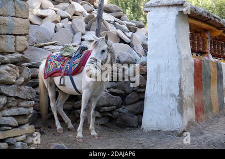 Un cavallo da cavalcare in un muso protettivo in pelle da morsi di zanzara, si trova nel cortile. Mustang superiore. Nepal. Foto Stock