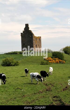 Baltersan Castle, Maybole, Ayrshire, Scozia, Regno Unito. Il castello di Baltersan è una casa a torre in rovina a pianta L Lit è stato originariamente classificato come edificio di categoria B nel 1971, ma questo è stato aggiornato alla categoria A nel 1995. Foto Stock