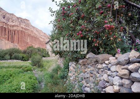 Albero di mele con frutto della maturazione di un muro di pietra su uno sfondo di roccia rossa di Chusang. Nepal, Mustang superiore. Foto Stock