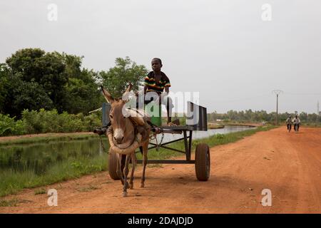 Selingue, Mali, 26 aprile 2015; UN ragazzo guida il suo carro dell'asino accanto al cannello di irrigazione principale di Selingue. Foto Stock