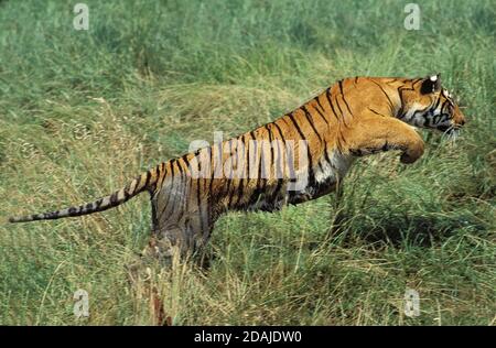 TIGER BENGALA panthera tigris tigris, ADULTO CHE CORRE ATTRAVERSO ERBA LUNGA Foto Stock