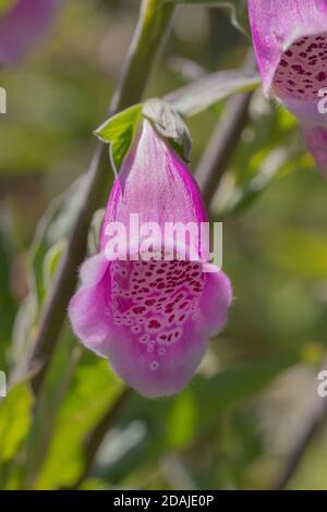 Guanto di protezione (Digitalis purpurea). Fiore singolo. Uno di molti su un unico stelo. Primo piano Foto Stock