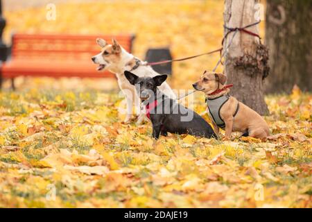 Tre cani legati all'albero e in attesa di Leash. Tre cani nel parco autunnale Foto Stock
