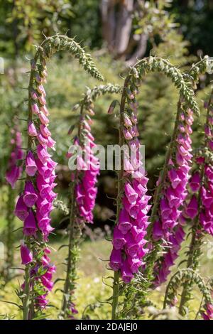 Foxglove (Digitalis purpurea). Gambi di fiori. Fila di steli da fiore, fianco a fianco. Alto pesante. Foto Stock