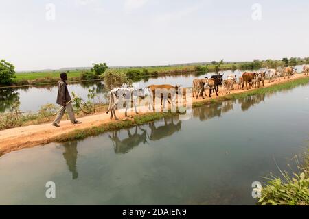 Selingue, Mali, 26 aprile 2015; Chaka Sidibe, 30 Un mandria di Fulani, è venuto da Bougouni, 100 km da Selingue, ed è impiegato per pascolare questo mandria. Foto Stock