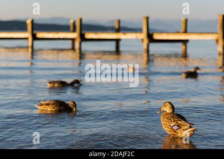 Stockenten am Ufer des Starnberger vede in weichem goldnen Morgenlicht Erbringung und Verkauf von Dienstleistungen im Bereich Foto Stock