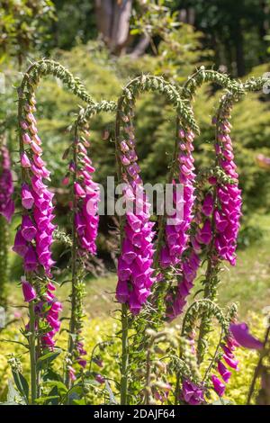 Foxglove (Digitalis purpurea). Gambi di fiori. Fila di steli da fiore, fianco a fianco. Alto pesante. Giardino selvaggio, seme seminato permesso. Giardinaggio con la natura. Foto Stock