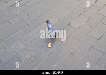 Colomba singola e piccione. Piume grigie e piume colorate sul collo. E 'a piedi su cemento bianco terreno con pezzo di pane Foto Stock