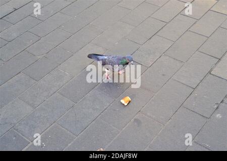 Colomba singola e piccione. Piume grigie e piume colorate sul collo. E 'a piedi su cemento bianco terreno con pezzo di pane Foto Stock