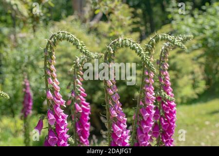 Foxglove (Digitalis purpurea). Gambi di fiori. Fila di steli da fiore, fianco a fianco. Alto pesante. Giardino selvaggio, seme seminato permesso. Giardinaggio con la natura. Foto Stock