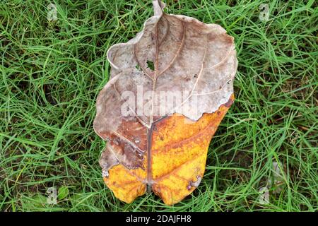 Foglia secca marcio caduto da un albero nella stagione autunnale Foto Stock