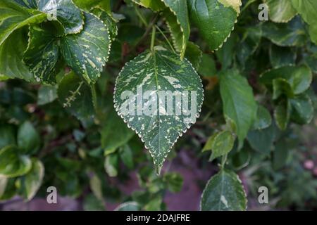 Esclusiva foglia verde con punti bianchi. Bella foglia verde isolata. Foto Stock