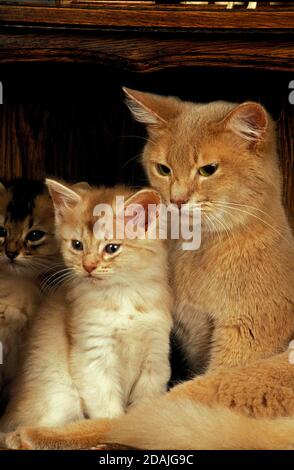 FAWN somalo di gatto domestico, femmina con cucciolo Foto Stock