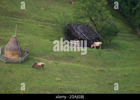 Contea di Brasov, Romania. Mucche che pascolano su una collina. Foto Stock