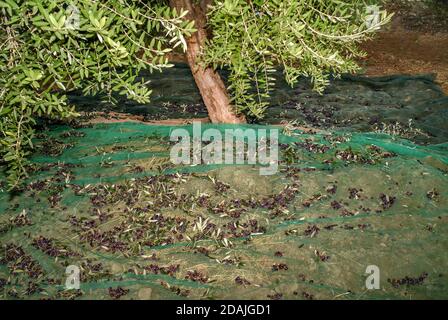 Raccolta di olive fresche cadute su reti verdi sotto l'oliva albero in un campo di ulivo in italia per il produzione di olio d'oliva vergine Foto Stock