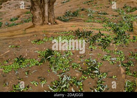 Raccolta di olive fresche cadute su reti sotto alberi di olivo in un campo di ulivo in italia per la produzione di olio d'oliva vergine Foto Stock