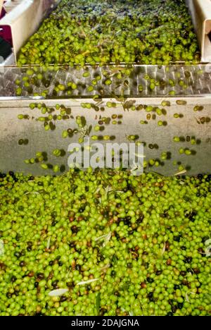 Produzione a freddo di olio d'oliva vergine, lavaggio delle olive prima della spremitura in un frantoio in Italia Foto Stock