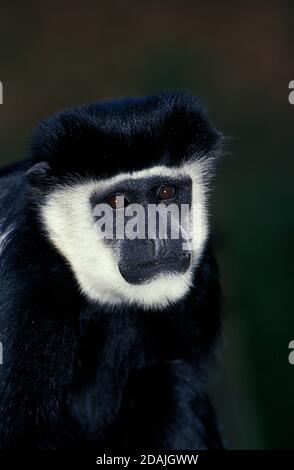 COLOMBUS BIANCO E NERO COLOMBUS SCIMMIA COLOBUS GUEREZA, RITRATTO DI ADULTO Foto Stock