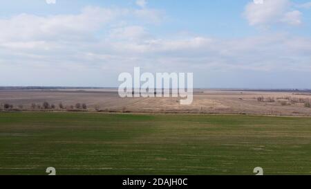 Il grano spara in un campo in primavera, vista aerea. Paesaggio agricolo. Foto Stock