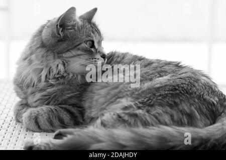 Adorabile gatto d'argento di razza siberiana adagiato su un bianco divano Foto Stock