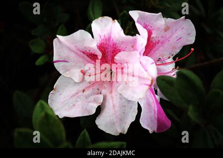 Questo paio di azalee bianche e rosa si distingue contro il loro morbido sfondo scuro e sfocato di foglie verdi. Foto Stock