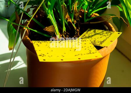 trappola appiccicosa gialla in una pentola di houseplant Foto Stock