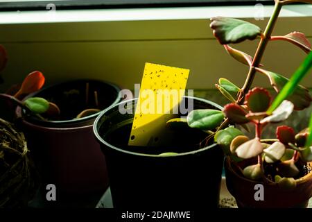 trappola appiccicosa gialla in una pentola di houseplant Foto Stock