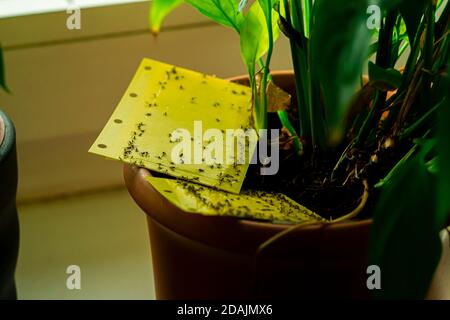 trappola appiccicosa gialla in una pentola di houseplant Foto Stock