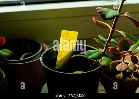 trappola appiccicosa gialla in una pentola di houseplant Foto Stock