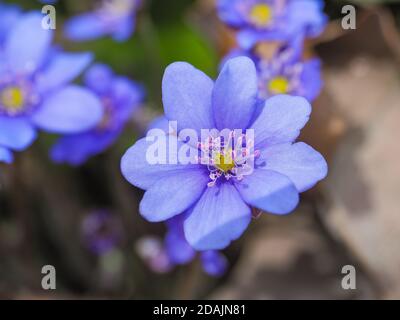 Anemone hepatica, fiore blu, primo piano. Viola porpora Hepatica nobilis, primo fiore di primavera. Foglie di Liverleaf o liverwort nella famiglia Ranunculaceae. Foto Stock