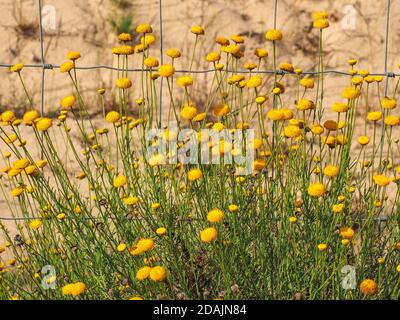 Oncosiphon grandiflorum o Matricaria fiori gialli senza petali, bottoni dorati senza raggio. Erbacea, pianta fiorente della famiglia Asteraceae Foto Stock