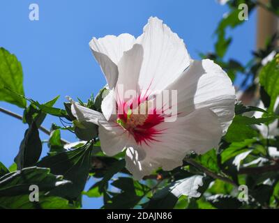 Hibiscus cinese o fiore di mallow di rosa. Hibiscus Rosa Sinensis fiorisce con petali bianchi cremosi e centro di borgogna. Fiori di rosa hawaiani o cinesi. Foto Stock