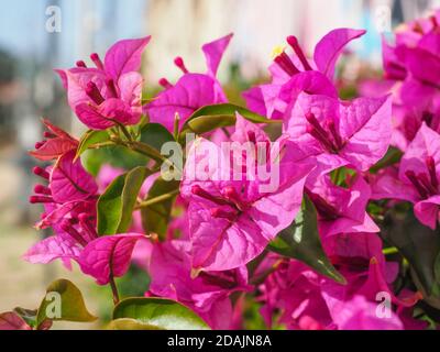 Bougainvillea spectabilis conosciuto come grande bougainvillea. Pianta fiorente della famiglia Nyctaginaceae. Paperflower è arbusto di vite boscosa con fiori rosa Foto Stock