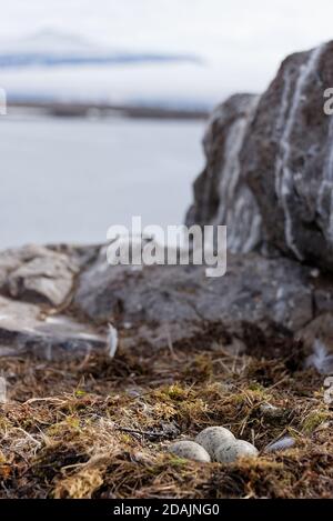 Nido di uccelli con uova Foto Stock