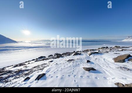 Le tracce degli animali sulla neve Foto Stock