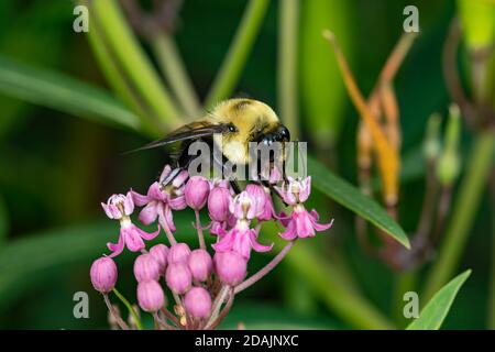 Closeup di Bumble Bee orientale comune su palude milkweed fiore selvatico. Concetto di conservazione degli insetti, conservazione dell'habitat, e giardino fiorito di cortile Foto Stock