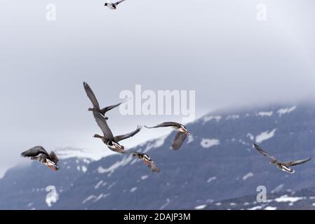 Maggiore bianco-fronteggiata Goose Foto Stock