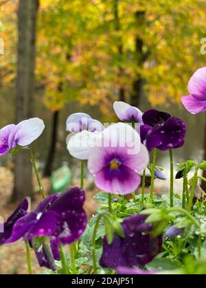 Viola sotto la pioggia Foto Stock