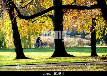 Hannover, Germania. 13 Nov 2020. Un ciclista passa accanto agli alberi con foglie autunnali nel Maschpark. Credit: Hauke-Christian Dittrich/dpa/Alamy Live News Foto Stock