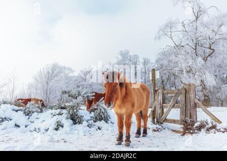Scena invernale con neve e cavalli Konik marroni in olandese Parco Nazionale di Veluwedzoom al Posbank Foto Stock