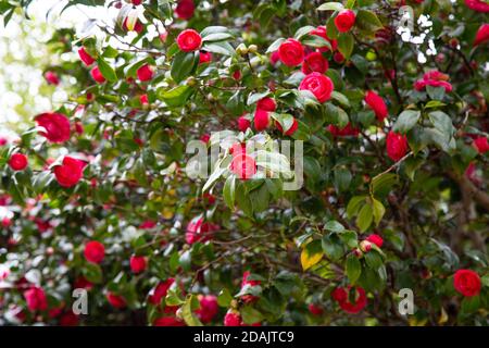 Primo piano di una campana rossa di libertà Camellia giapponese Camellia con foglie verdi. Foto Stock