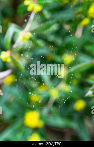 Mattina rugiada acqua brillante gocce su una spiderweb su uno sfondo verde foresta. Ragnatela o ciottoli con gocce d'acqua dopo la pioggia contro il bokeh verde Foto Stock