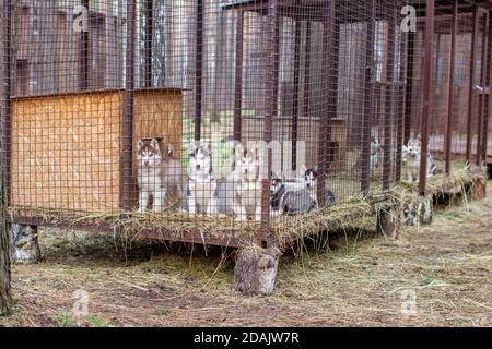 Primo piano di cuccioli di cane Husky che sono in una gabbia e. guardare Foto Stock