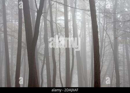 Tronchi di alberi di faggio e pini in foresta mista coperto di nebbia in autunno / autunno Foto Stock