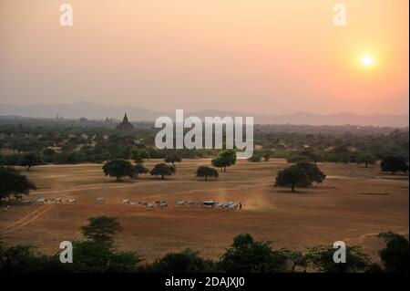 Un contadino birmano che beve il suo bestiame attraverso il tempio polveroso Pianure Bagan borchiate nel Myanmar centrale come il sole va giù Foto Stock