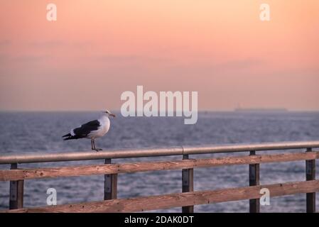 Un gabbiano in piedi sul bordo della spiaggia di Huntington Pier California al tramonto Foto Stock